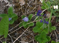 Veronica grandiflora