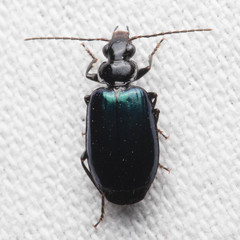 Lebia cyanipennis
