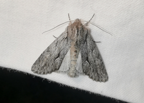 Dark Grey Fishia Moth photo 4
