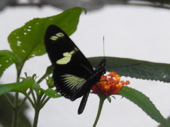 Heliconius doris viridis