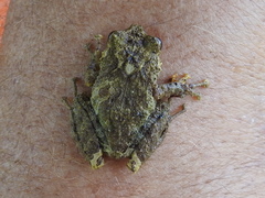 Pristimantis cruentus