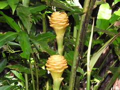 Zingiber spectabile