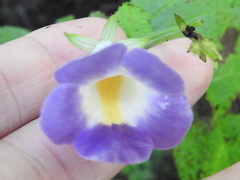 Monopyle puberula