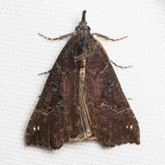 Hypena decorata