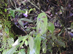 Monopyle puberula