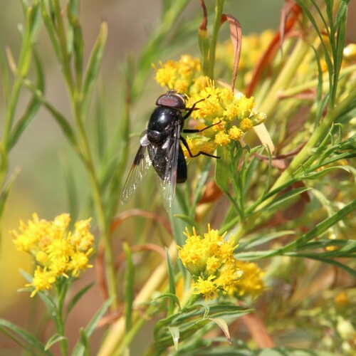 iNaturalist observation photo of Mexican Cactus Fly