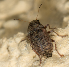Araecerus