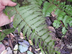 Alsophila spinulosa