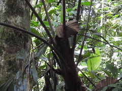 Alsophila spinulosa