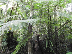 Alsophila spinulosa