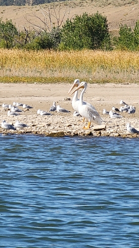 American White Pelican photographed in South Dakota