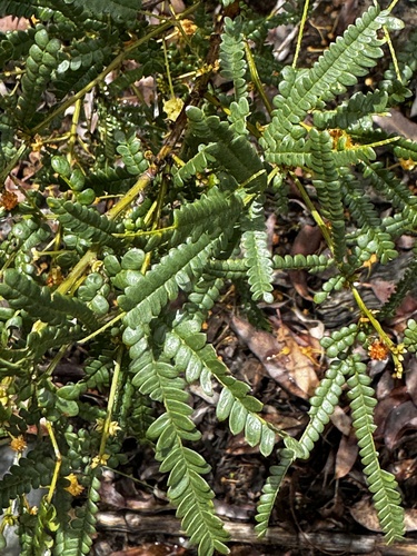 Image of Acacia pentadenia by (c) pimelea, some rights reserved (CC BY)