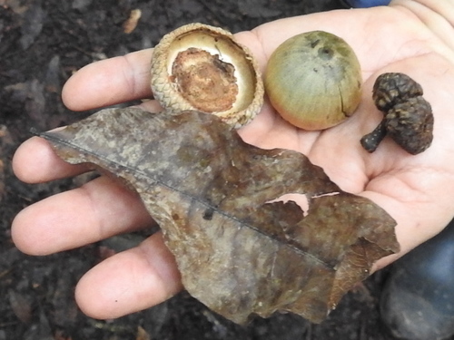 Quercus spp. - Habitat