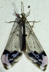 Glenurus gratus