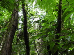 Quercus costaricensis