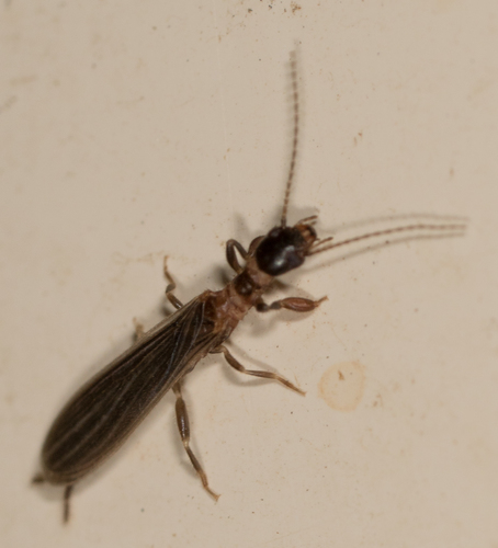 Embioptera