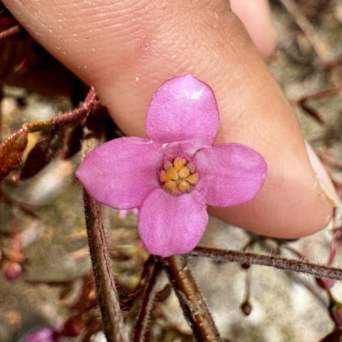 Image of Boronia gracilipes by (c) pimelea, some rights reserved (CC BY)