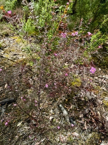 Image of Boronia gracilipes by (c) pimelea, some rights reserved (CC BY)