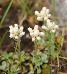 Antennaria rosea