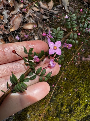 Image of Boronia gracilipes by (c) pimelea, some rights reserved (CC BY)