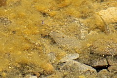 Catostomus occidentalis