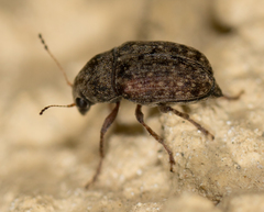 Araecerus
