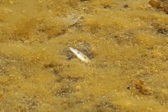 Catostomus occidentalis