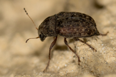Araecerus