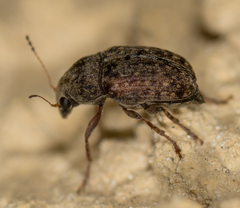 Araecerus