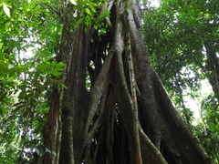 Ficus costaricana
