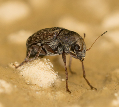 Araecerus