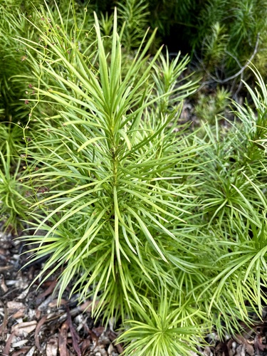 Image of Podocarpus drouynianus by (c) pimelea, some rights reserved (CC BY)
