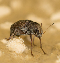 Araecerus