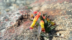 Lachenalia quadricolor