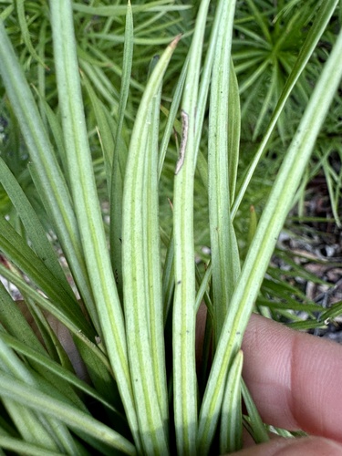 Image of Podocarpus drouynianus by (c) pimelea, some rights reserved (CC BY)