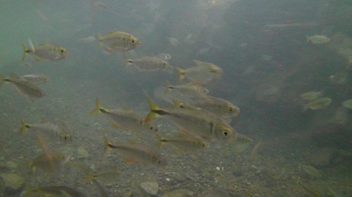 Banded tetra (Astyanax aeneus) — Characidae — 4