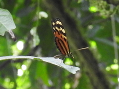 Mechanitis lysimnia utemaia