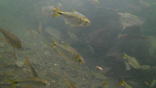 Banded tetra (Astyanax aeneus) — Characidae — 5