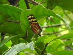Mechanitis lysimnia utemaia