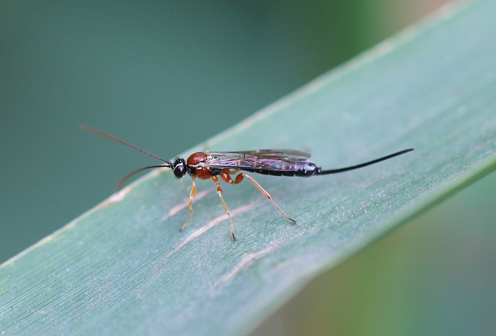 Perithous speculator