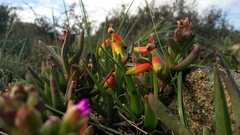 Lachenalia quadricolor
