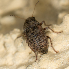 Araecerus