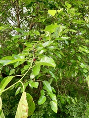 Morus alba