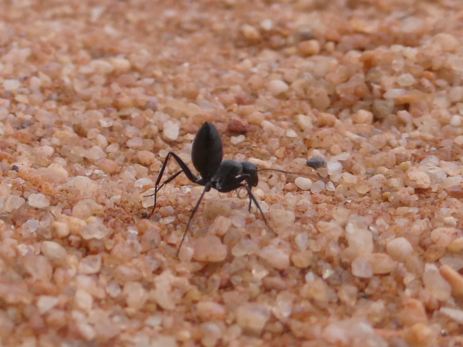 Camponotus cinereus