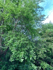 Morus alba