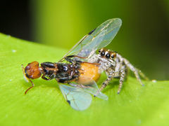 Leptofreya ambigua