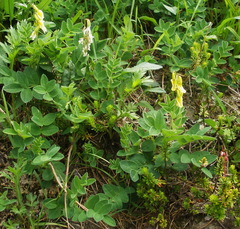 Astragalus frigidus
