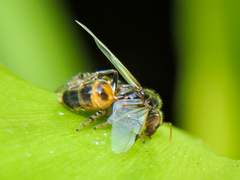 Leptofreya ambigua