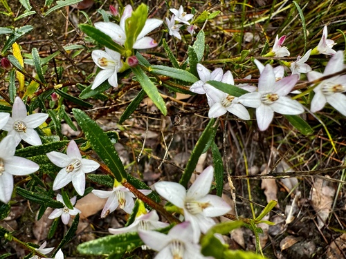Image of Crowea angustifolia by (c) pimelea, some rights reserved (CC BY)