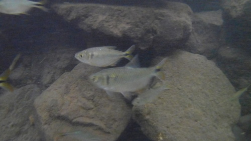 Banded tetra (Astyanax aeneus) — Characidae